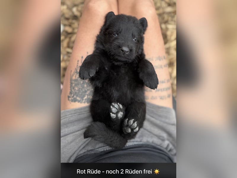 Rüde