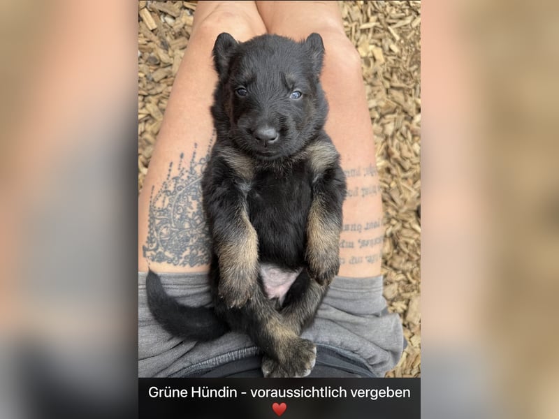 Rüde