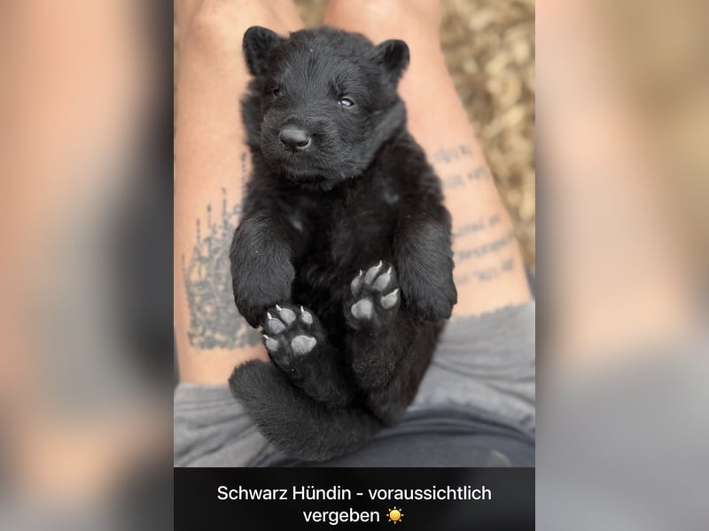 Rüde