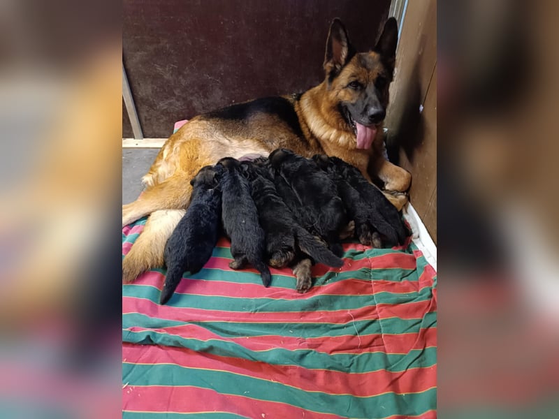 Deutsche Schäferhund- Welpen