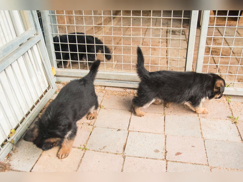 Deutsche Schäferhund- Welpen