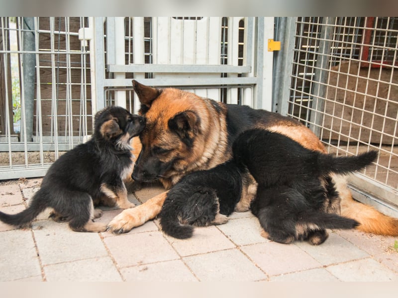 Deutsche Schäferhund- Welpen