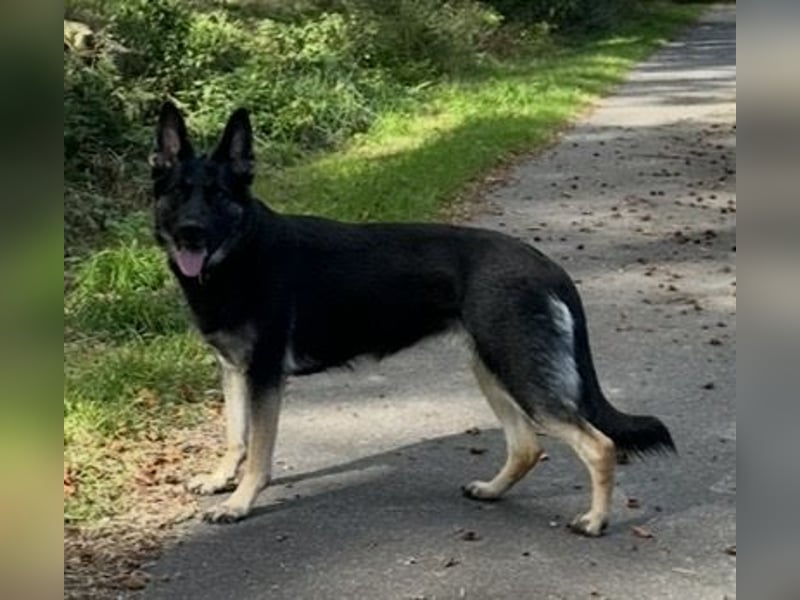 Deutsche Schäferhund Welpen