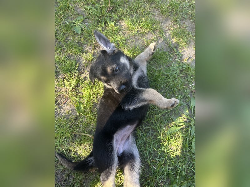 Deutsche Schäferhund Welpen
