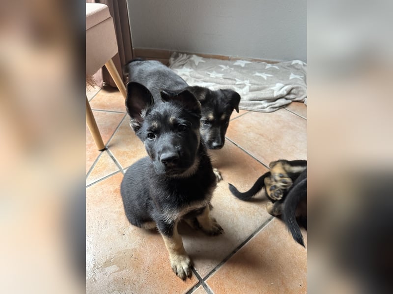 Deutsche Schäferhund Welpen