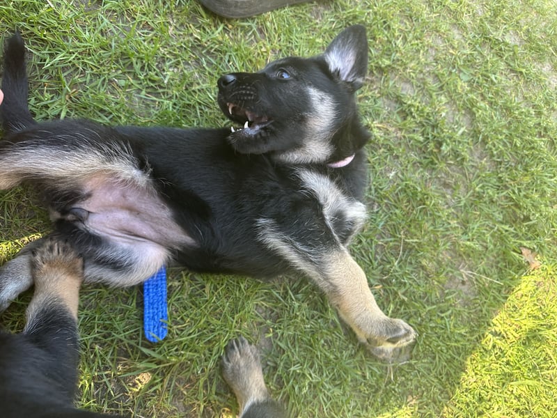 Deutsche Schäferhund Welpen