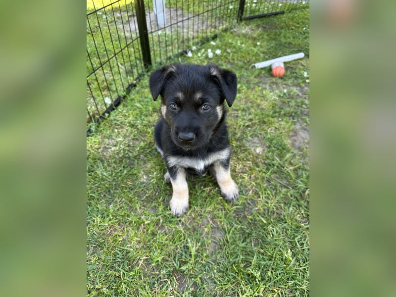 Deutsche Schäferhund Welpen