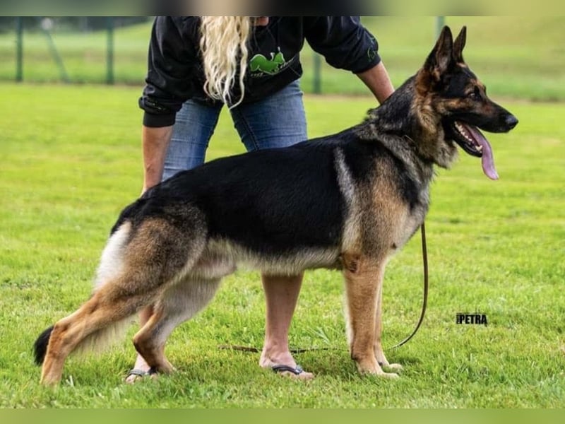 Deutsche Schäferhund Welpen