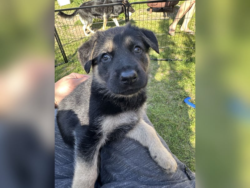 Deutsche Schäferhund Welpen