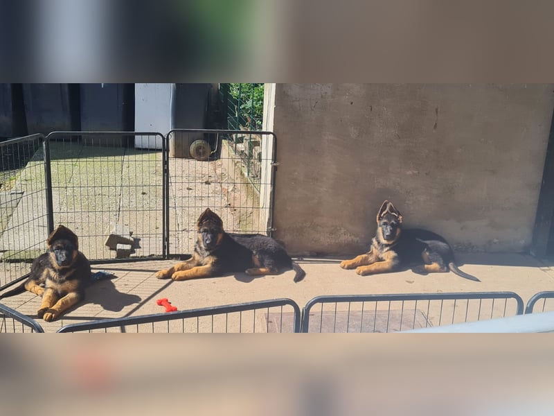 DSH Welpen aus kör und Leistungszucht