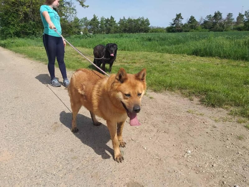 Huszar, fröhlicher, treuer Begleiter mit viel Herz