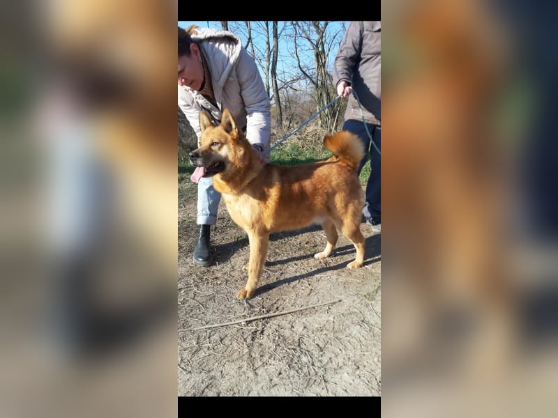 Huszar, fröhlicher, treuer Begleiter mit viel Herz