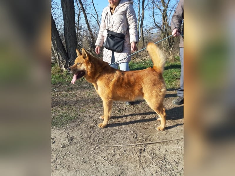 Huszar, fröhlicher, treuer Begleiter mit viel Herz