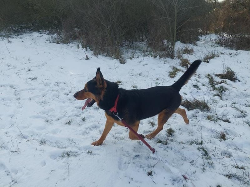 Rocky, freundlicher aktiver Schäferhund Mischling