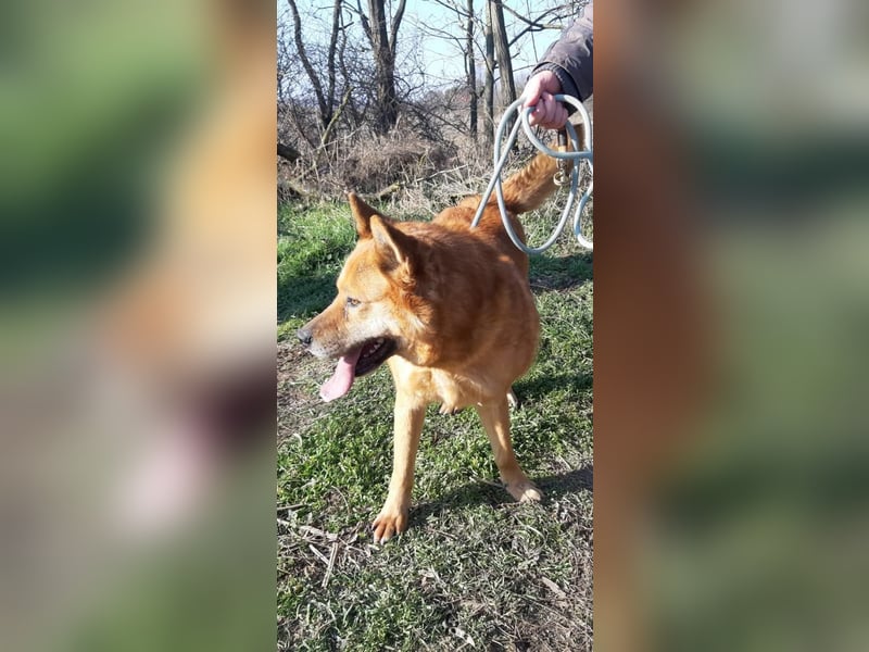 Huszar, fröhlicher, treuer Begleiter mit viel Herz