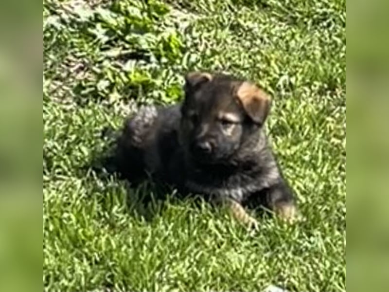Sehr schöne  Schäferhund Welpen abzug.