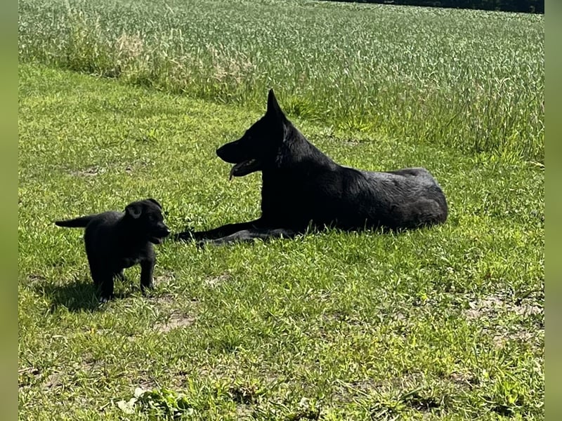 Sehr schöne  Schäferhund Welpen abzug.