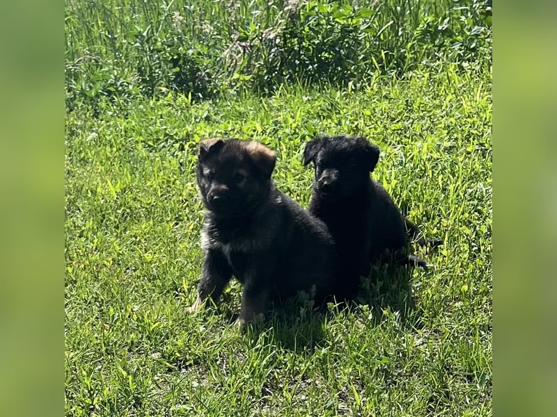 Sehr schöne  Schäferhund Welpen abzug.