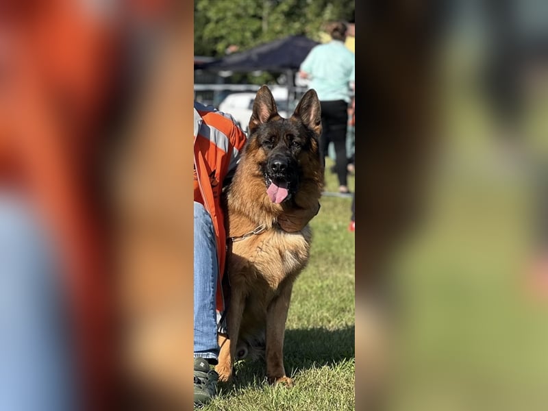 Wunderschöne langstockhaar Schäferhundwelpen Rüden