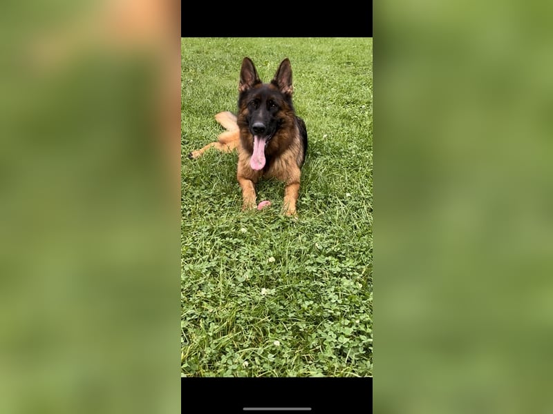 Wunderschöne langstockhaar Schäferhundwelpen Rüden