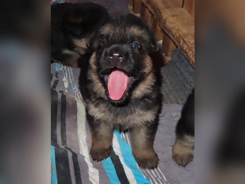 Wunderschöne Schäferhundwelpen  suchen Ende November ein schönes zu Hause1