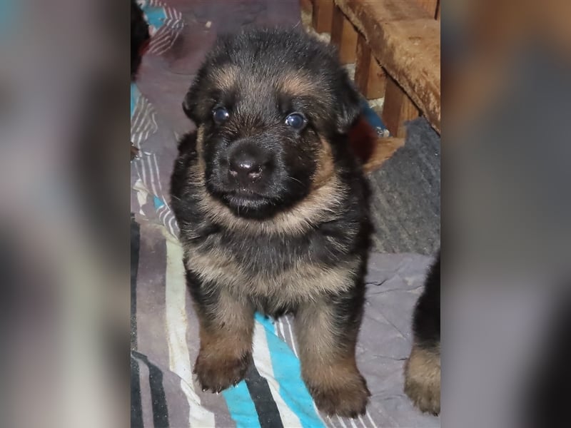 Wunderschöne Schäferhundwelpen  suchen Ende November ein schönes zu Hause1