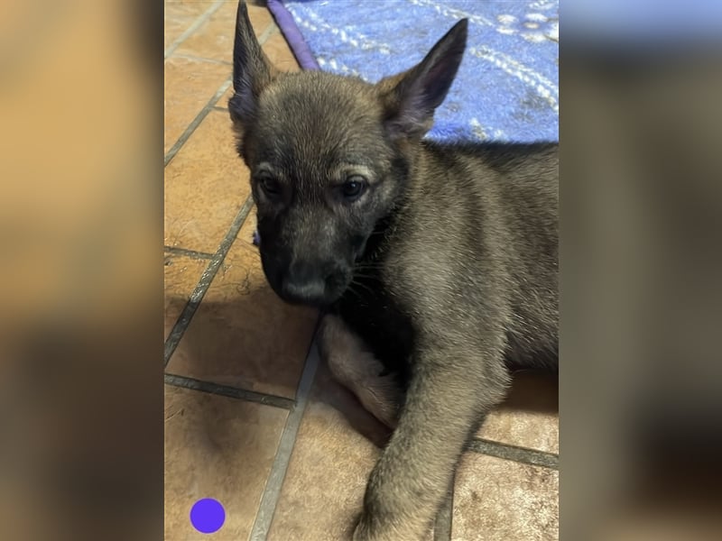 Graue Deutsche Schäferhund Welpen