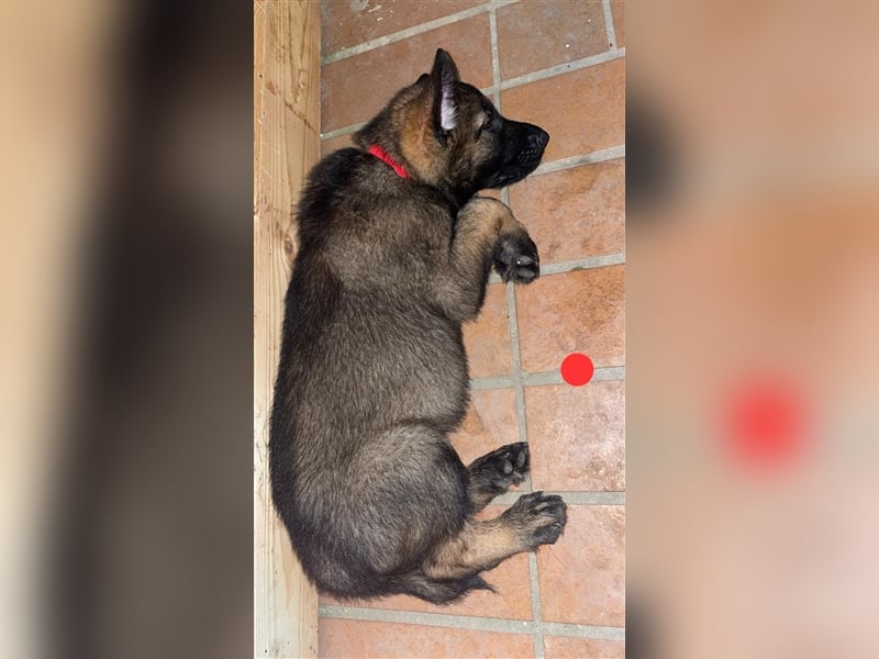 Graue Deutsche Schäferhund Welpen