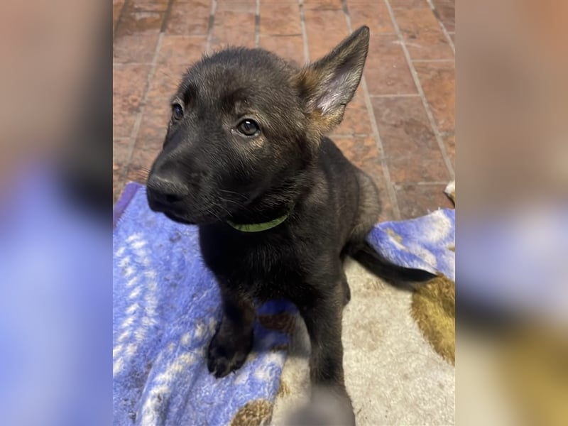 Graue Deutsche Schäferhund Welpen