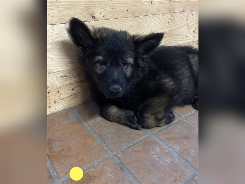 Graue Deutsche Schäferhund Welpen