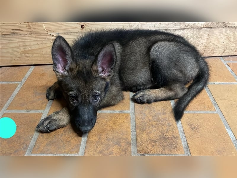 Graue Deutsche Schäferhund Welpen