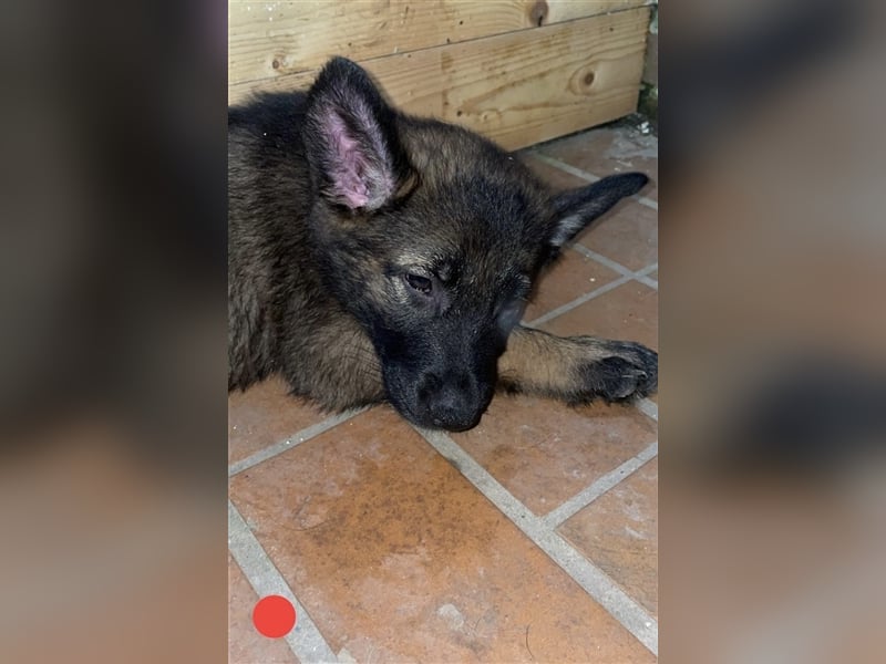 Graue Deutsche Schäferhund Welpen