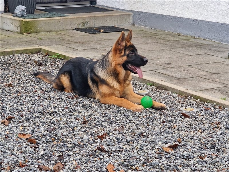 Junger Deutscher Schäferhund-Rüde sucht sein für immer Zuhause