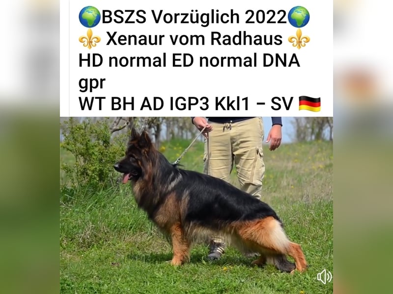 Deutsche Schäferhundwelpen