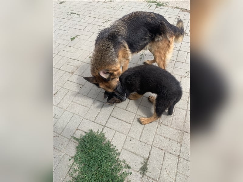 Deutsche Schäferhundwelpen mit Ahnentafel