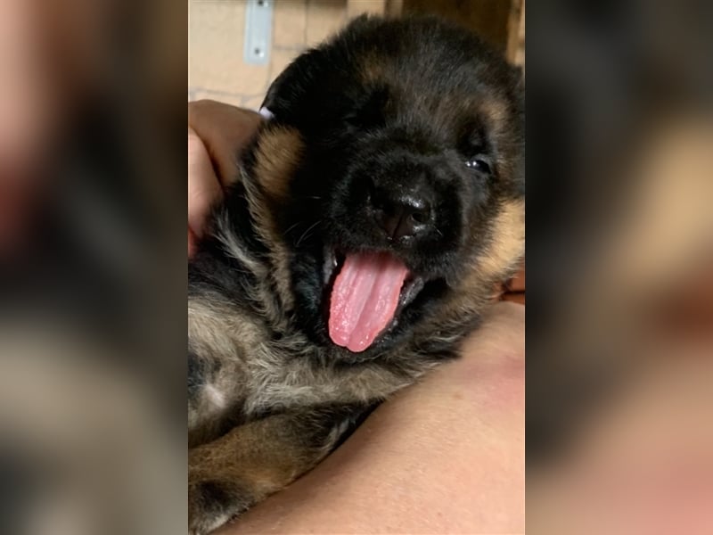 Deutsche Schäferhundwelpen mit Ahnentafel