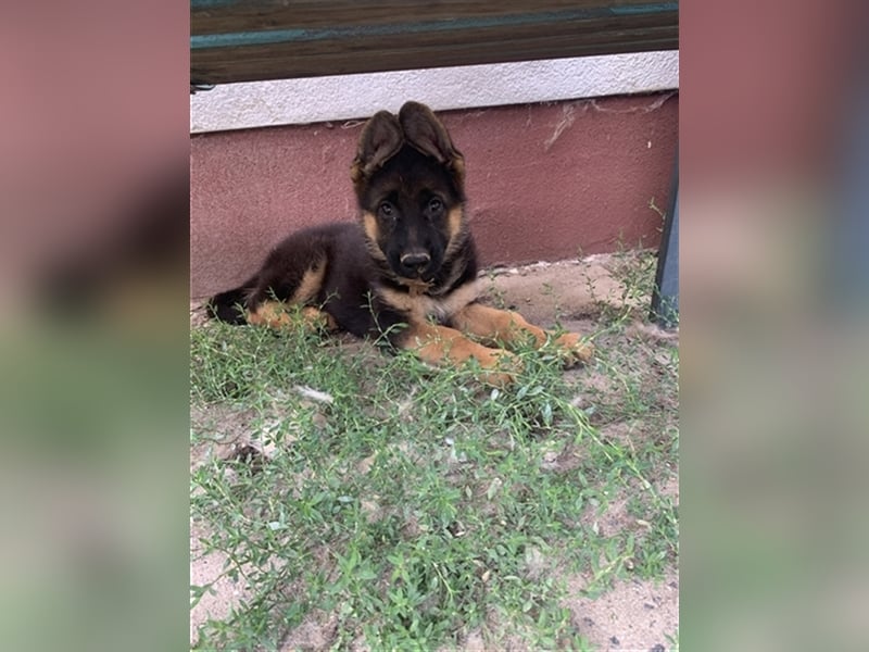 Deutsche Schäferhundwelpen mit Ahnentafel