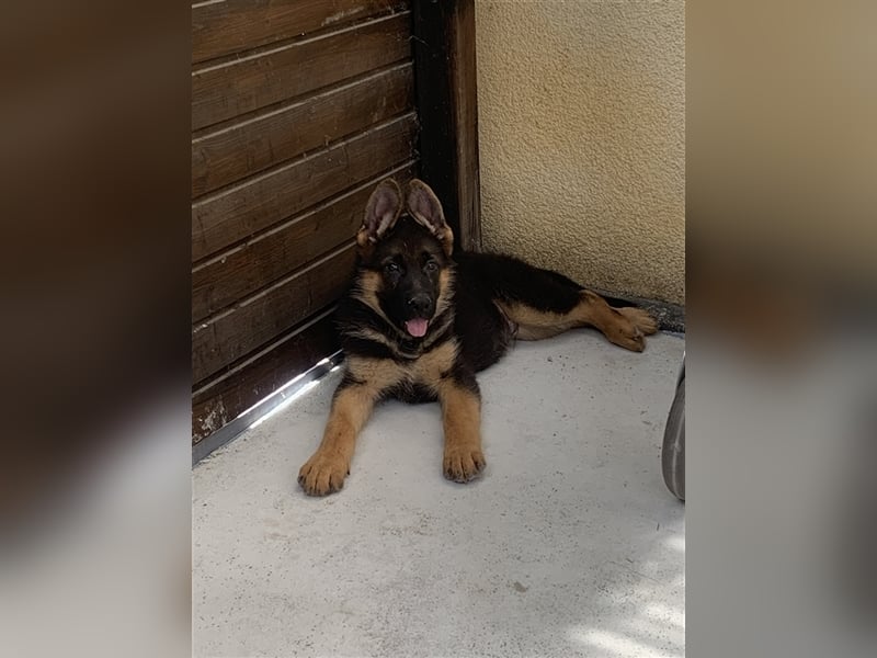 Deutsche Schäferhundwelpen mit Ahnentafel