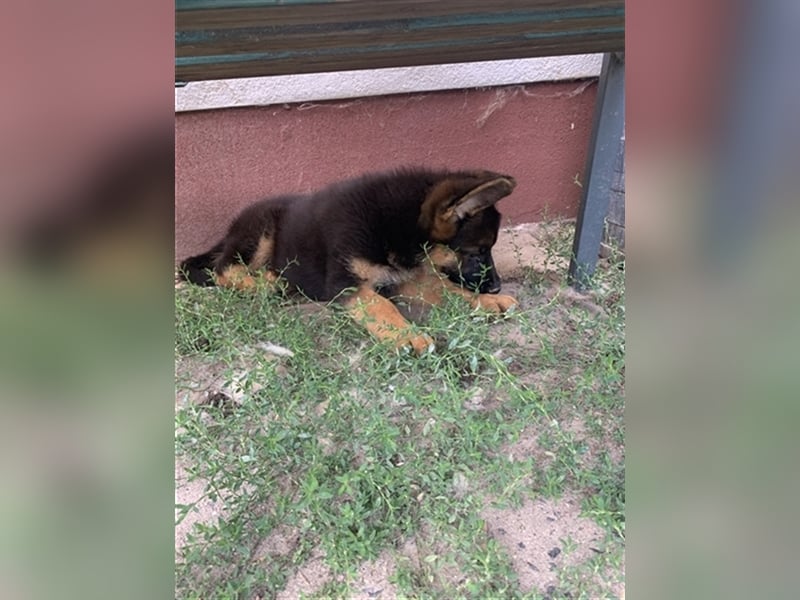 Deutsche Schäferhundwelpen mit Ahnentafel