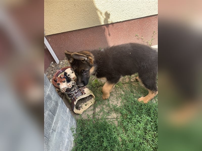 Deutsche Schäferhundwelpen mit Ahnentafel
