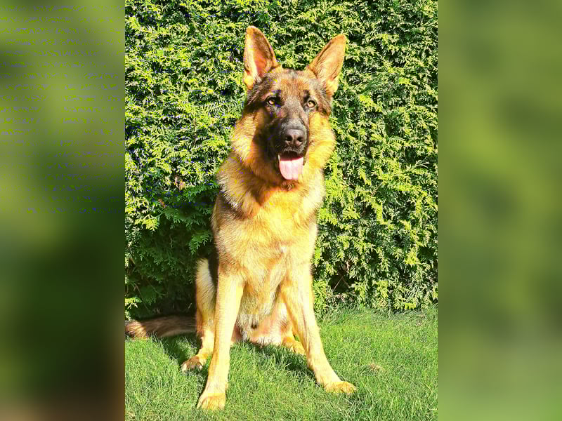 Deutscher Schäferhund Rüde