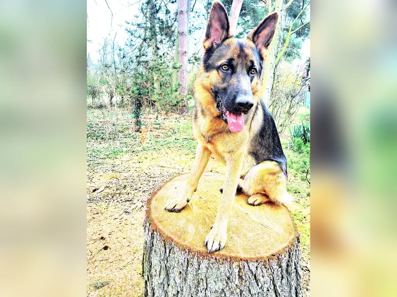 Deutscher Schäferhund Rüde