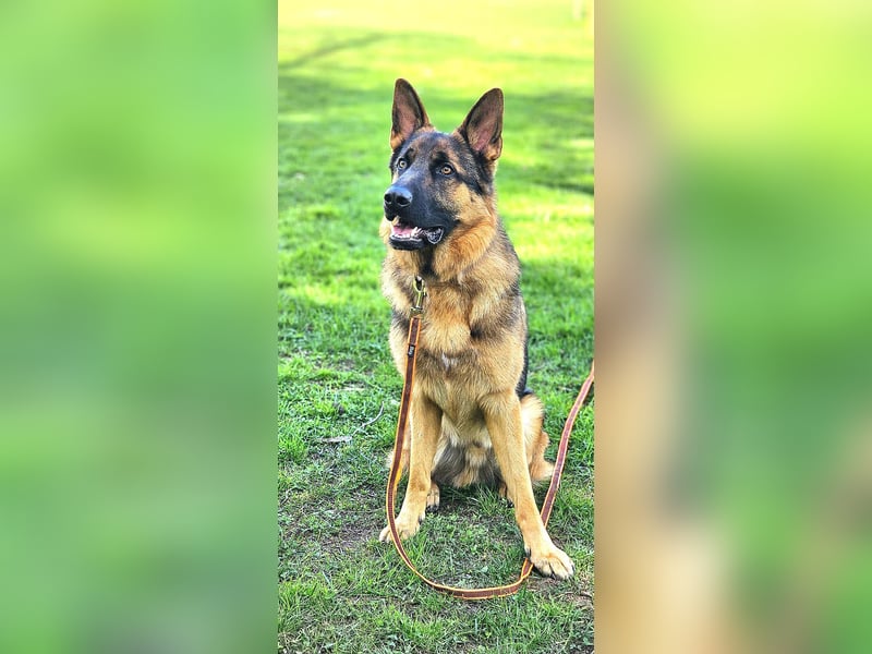 Deutscher Schäferhund Rüde