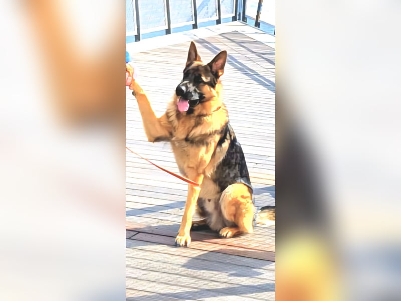 Deutscher Schäferhund Rüde