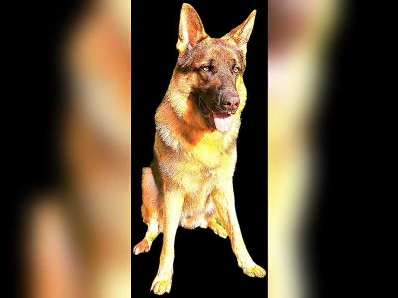 Deutscher Schäferhund Rüde