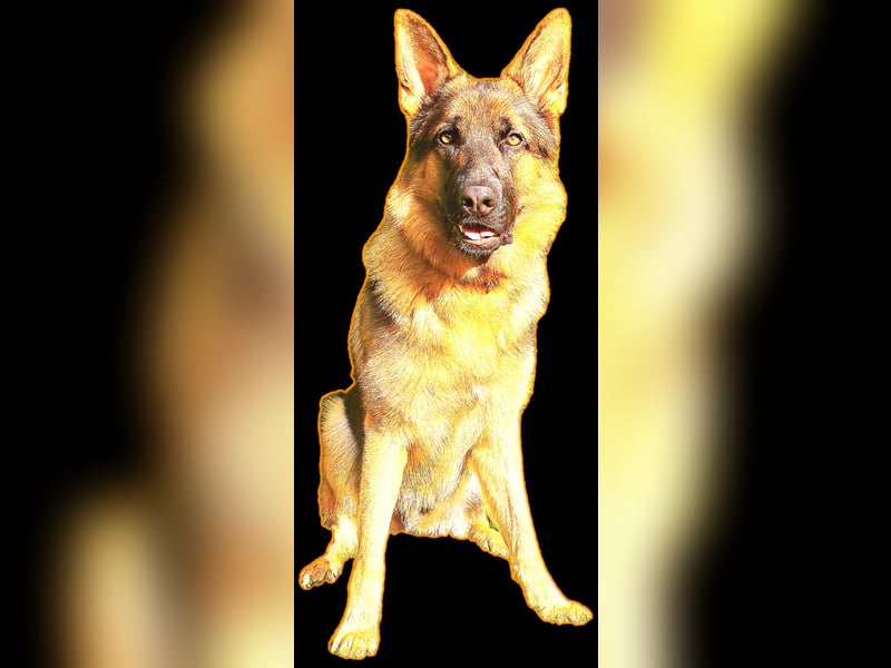 Deutscher Schäferhund Rüde