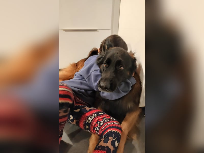 Deckrüde Deutscher Schäferhund Langstockhaar
