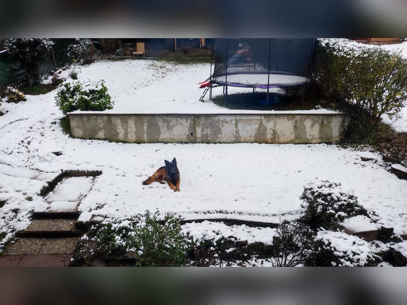 Deckrüde Deutscher Schäferhund Langstockhaar