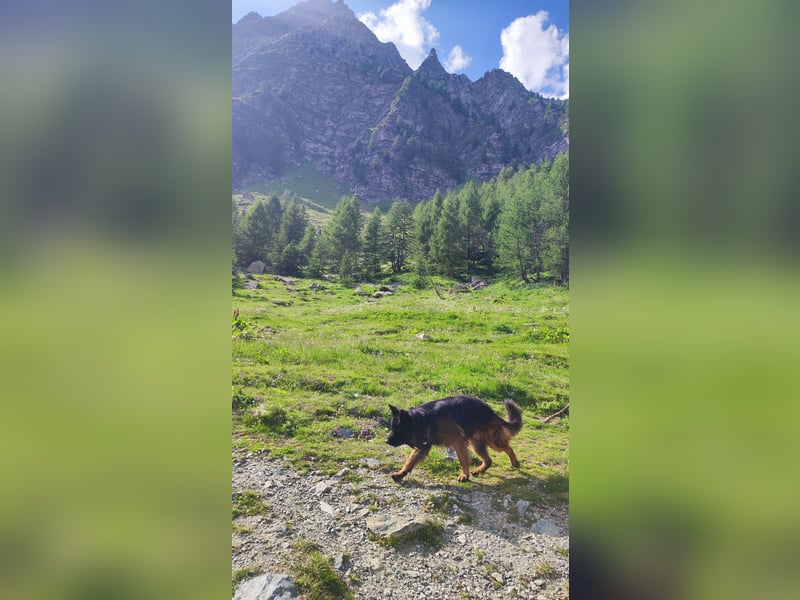 Deckrüde Deutscher Schäferhund Langstockhaar