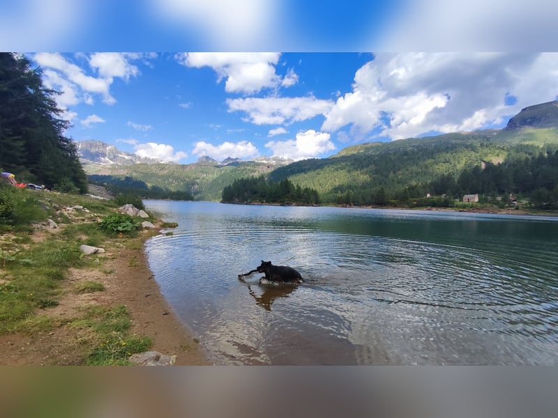 Deckrüde Deutscher Schäferhund Langstockhaar